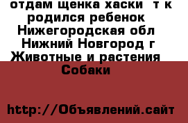 отдам щенка хаски, т.к родился ребенок - Нижегородская обл., Нижний Новгород г. Животные и растения » Собаки   